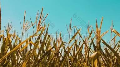 有机玉米田干熟玉米生活方式的农业。 概念玉米收获农业天然产品